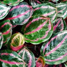25+ Ice Queen Geranium Seeds - Rare Frosty White Blooms - Easy to Grow Flowering Plant for Gardens, Containers & Borders - Pelargonium spp.