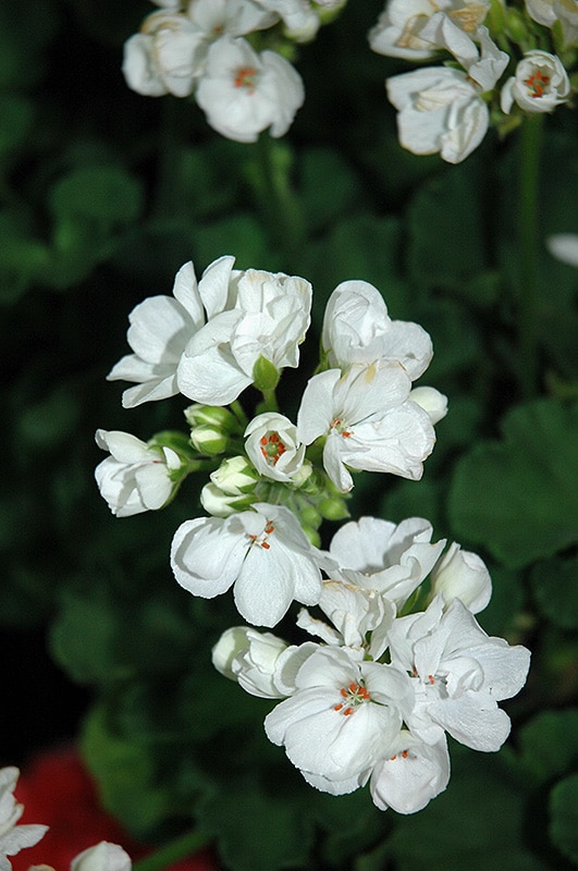 Geranium Starter Plant 4" Patriot White Zonal Pelargonium Bright White Flowering Hardy Garden & Pot