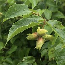 American Hazelnut Tree - Corylus americana Bare Root 12-24 Inches Edible Nut Tree for Wildlife & Orchards