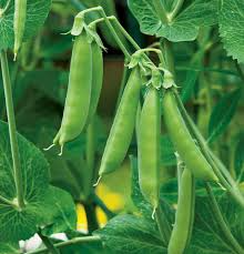 100 Sugar Daddy Snow Pea Seeds | Stringless Edible Pods | Cool-Season Vegetable | Pisum sativum