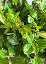 Peperomia Angulata Variegated Funky Frog Cuttings – Rare 4" Houseplant Propagation Succulent
