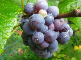 Unrooted Concord Grape Cuttings 6-8" Organic Seeds for DIY Vineyard, Home Garden, Fruit Growing