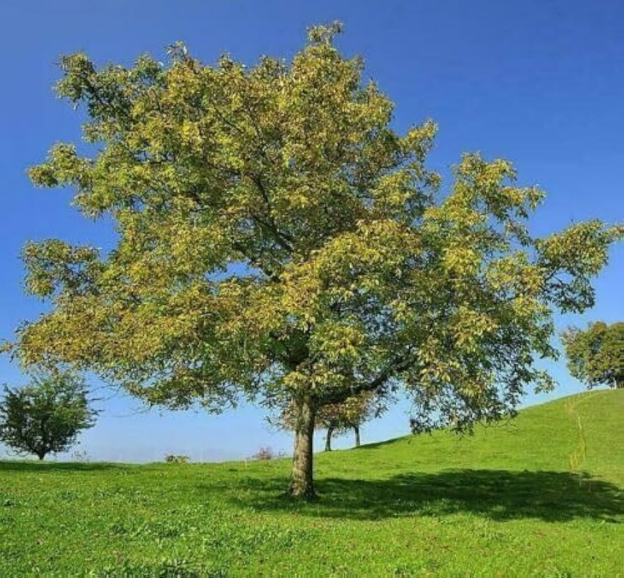 Black Walnut Tree - Juglans nigra Bare Root 12–24 Inches Native Nut Tree for Edible Nuts & Shade