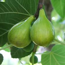 6 pcs Fig Lattarula Italian Honey Fruit Tree Unrooted Cuttings Ficus carica Sweet Fig Tree 6-8 inches