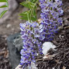 4 Wisteria Blue Moon Unrooted Cuttings - Propagate Wisteria macrostachya Flowering Vine for Garden, Trellises, Arbors