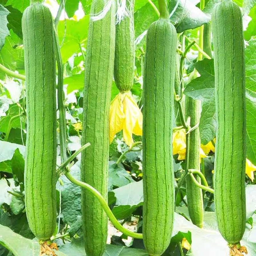 30 Loofah Sponge Gourd Seeds - Non-GMO Heirloom Luffa Climbing Vine for Natural Bath & Kitchen Sponges