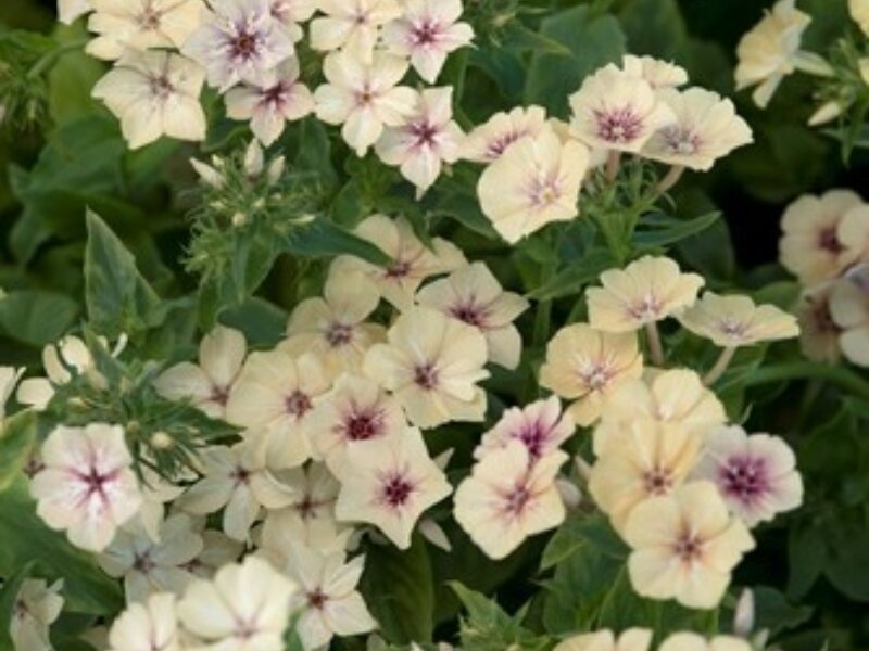 Crème Brûlée Phlox Seeds – Soft Peach Blooms, Fragrant Perennial for Gardens & Borders, Phlox paniculata, 100+ Seeds