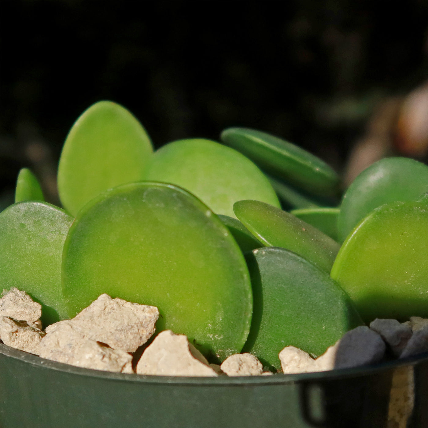 Xerosicyos danguyi Silver Dollar Vine 4" Potted Succulent Climber with Silver-Green Foliage