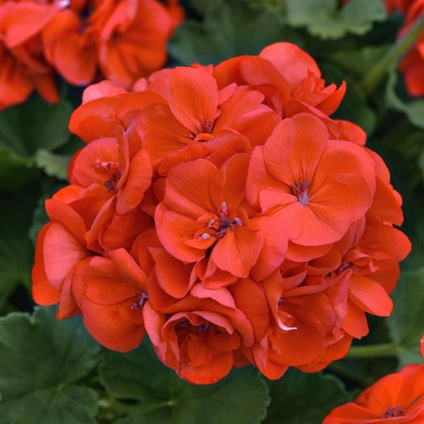 Geranium Cuttings - Unrooted Pelargonium Stems with Red-Orange Double Blooms for Propagation, USDA Zones 9-11