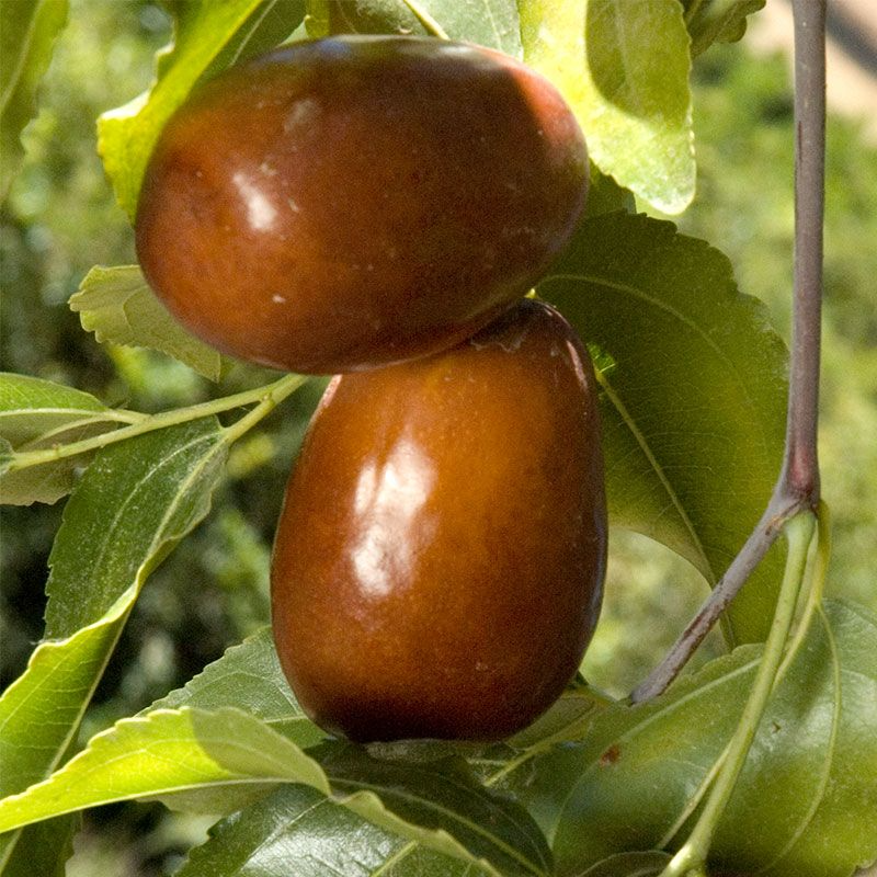 Lang JuJube Tree Cuttings - 5 Pcs, Dwarf Chinese Date, Sweet & Crisp Fruit, Zone 5-10, Drought Tolerant, No Grafting Needed