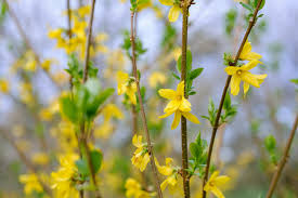 10 Forsythia Unrooted Cuttings 6-8 Inches, Forsythia x intermedia, Yellow Blooms, Garden Shrub for Propagation and Landscaping