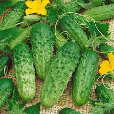 50 Cucumber Seeds for Planting | Cucumis sativus | Non-GMO Vegetable Seeds for Gardens & Containers