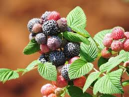 Black Raspberry Plant Bare Root | Rubus niveus Mysore | Edible Berry Bush for Home Gardens & Landscaping