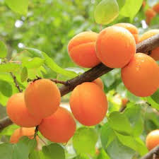 Moongold Apricot Scion Cuttings – Unrooted Heirloom Prunus armeniaca for Grafting & Propagation