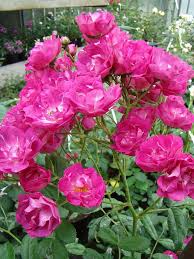 Pink Madame Norbert Levavasseur Flowering Plant Cuttings - Unrooted Stems for Container or Garden Planting