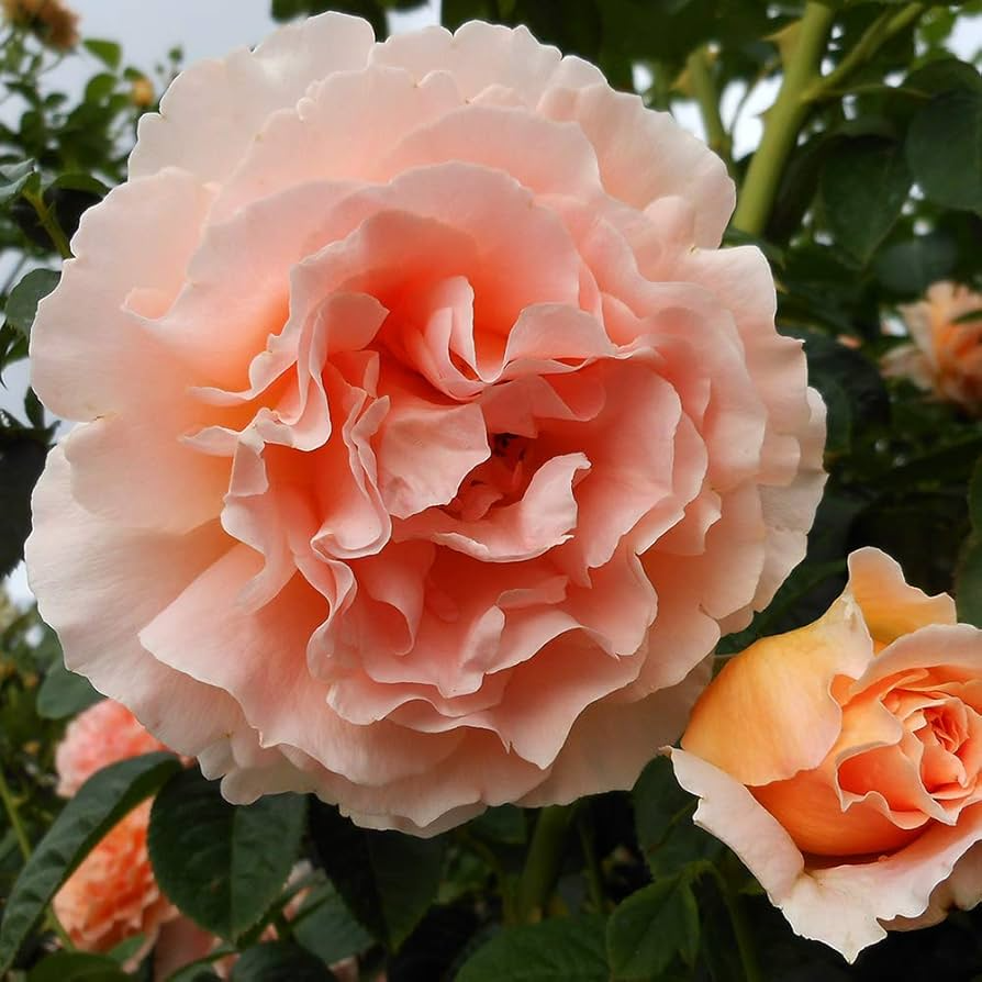 Polka Climbing Rose Cuttings, Apricot, Unrooted Live Plant, Fragrant Blooming Rose Bush, Garden Trellis Fences, Rosa 'Polka'