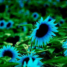 50 Midnight Oil Blue Sunflower Seeds - Rare Hybrid, Heirloom, Pollinator-Friendly, Easy to Grow, Helianthus annuus