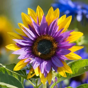 50 Rare Purple Heart Sunflower Seeds – Vibrant Bicolor Blooms, Heirloom, Non-GMO, Easy to Grow, Pollinator-Friendly, Garden Flowers