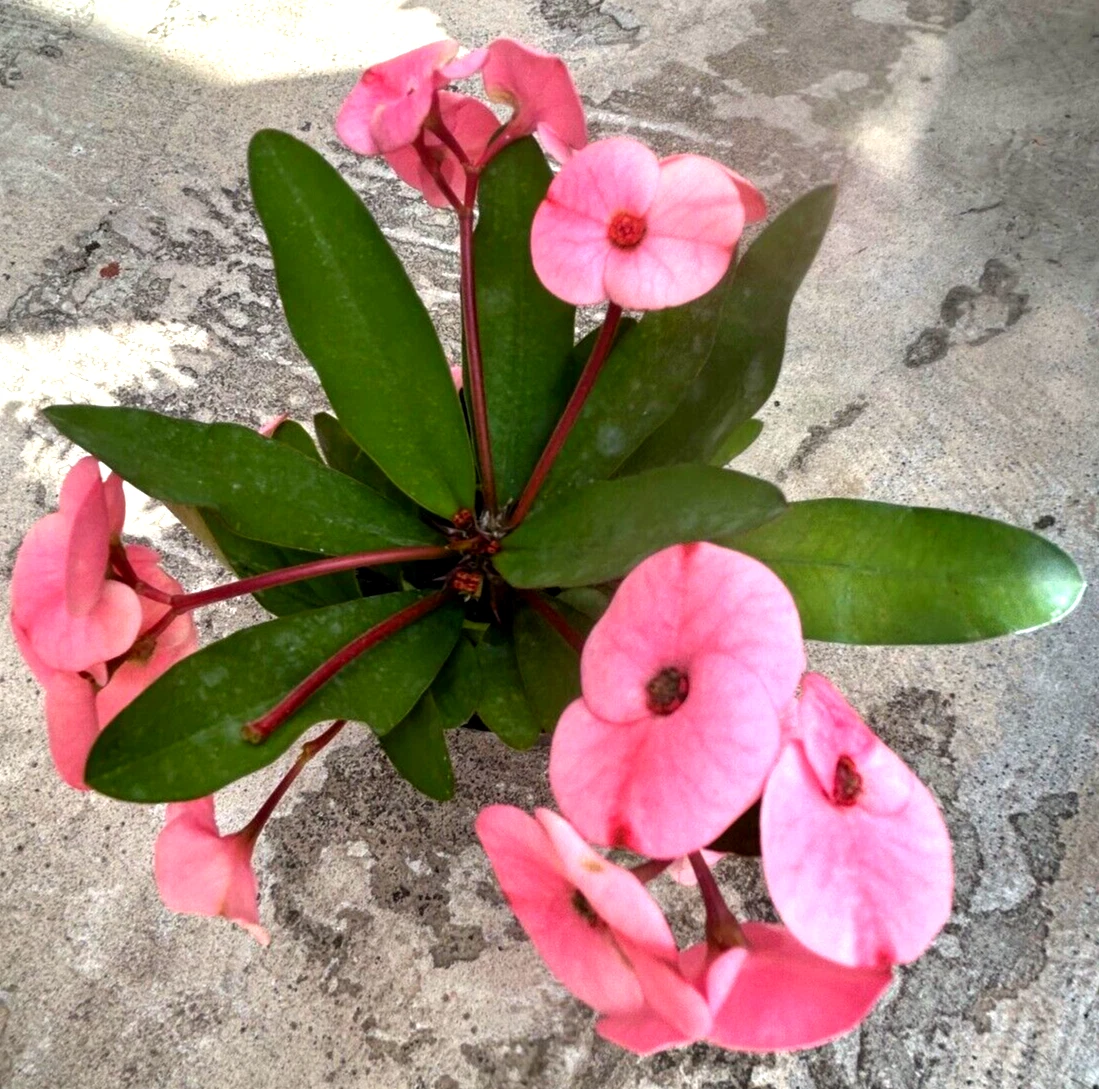 Euphorbia milii Crown of Thorns Cutting | Pink Flowers | Rooted Stem | Succulent Shrub for USDA Zones 9-11