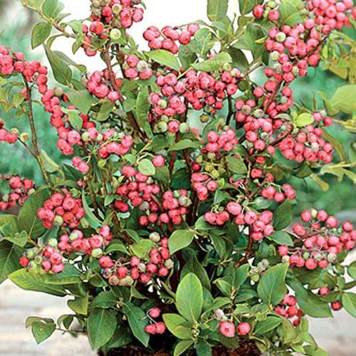 Pink Lemonade Blueberry Plants - Vaccinium Rabbiteye, Live Starter Plants, Edible Pink Berries, Container & Garden Shrubs