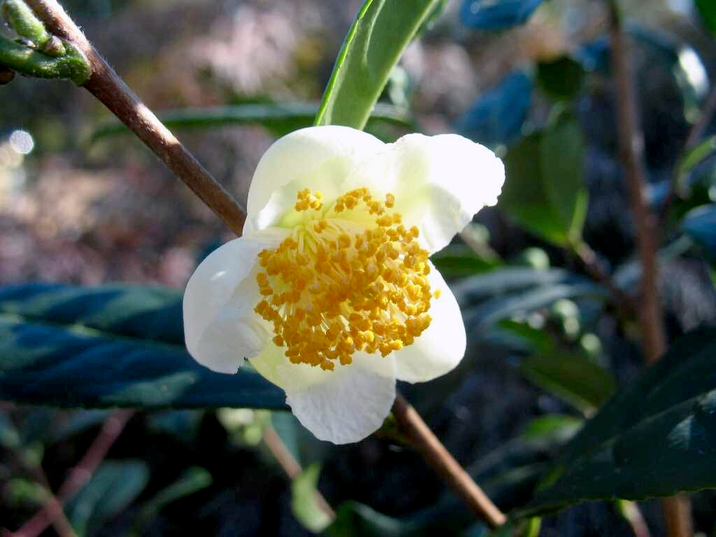 Camellia sinensis Tea Plant Cuttings - 6 Fresh Evergreen Shrubs with White Flowers - Cold Hardy Zone 6b