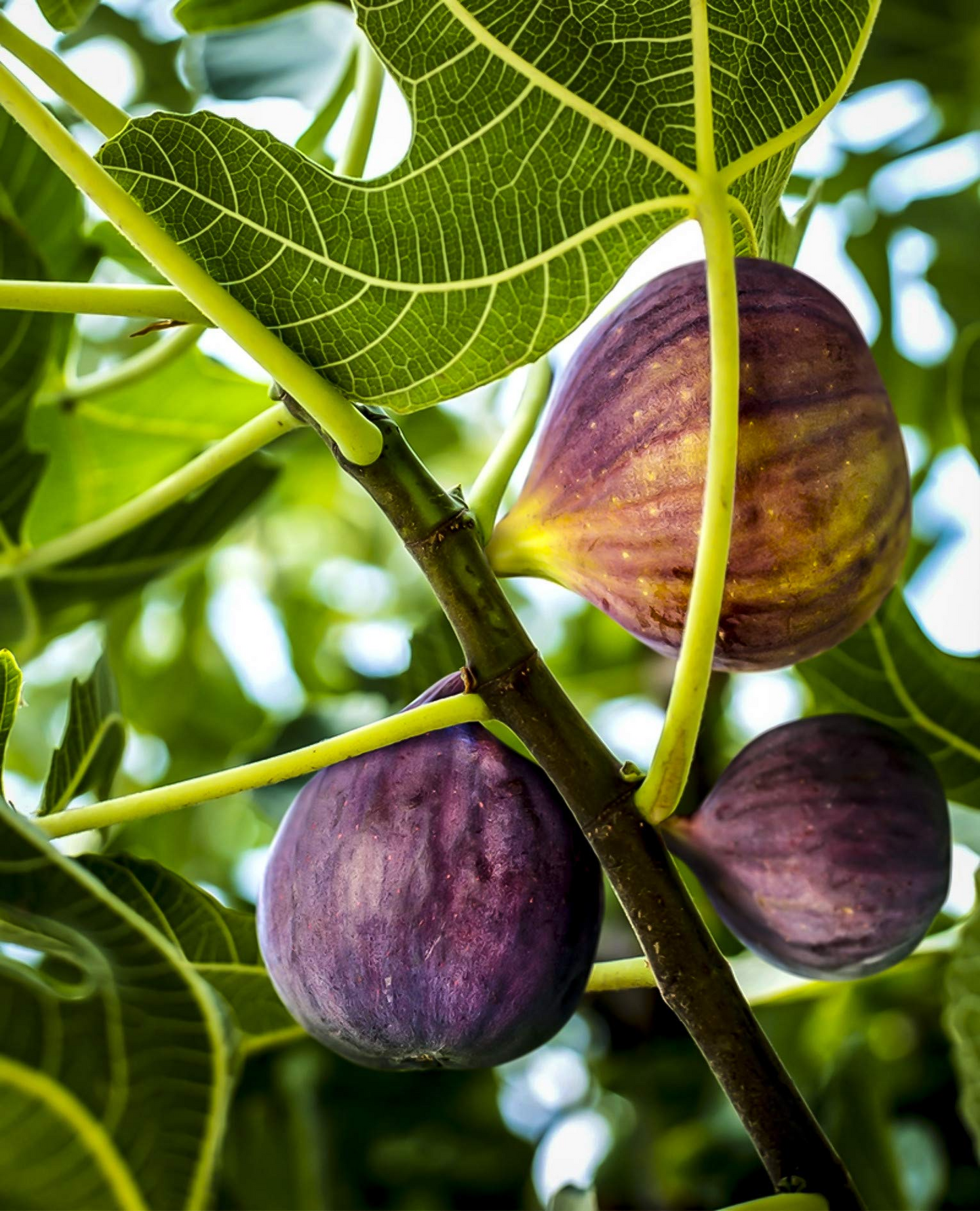 Set of 3 Black Mission Fig Trees Ficus carica Starter Plants for Containers, Gardens, or Landscapes
