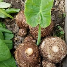 Elephant Ear Bulbs, Colocasia esculenta, 2 Live Rooted Bulbs, Tropical Foliage Plant, USDA Zones 8-11
