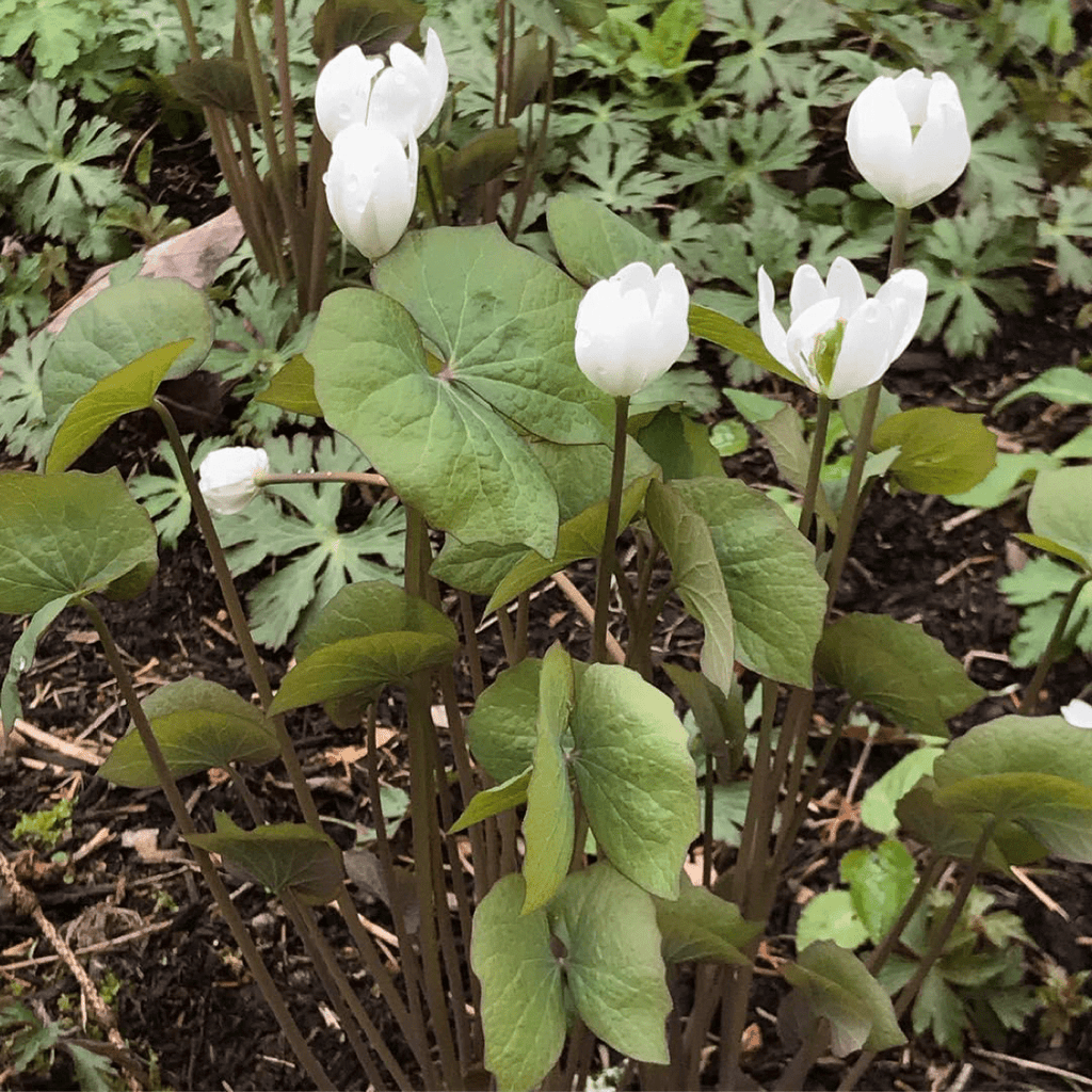 3 Bare Root Twin Leaf Plants Jeffersonia diphylla - Native Woodland Shade Perennial Wildflower