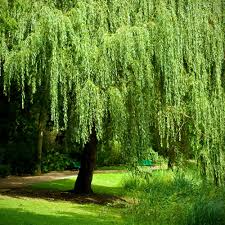 Salix babylonica Weeping Willow Cutting | Thick Trunk Bonsai Stock | Deciduous Tree for USDA Zones 6-8