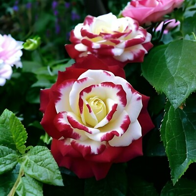 Red & White Twin Rose Seeds - Bicolor Fragrant Perennial Flower - Easy to Grow Heirloom Rosa spp.