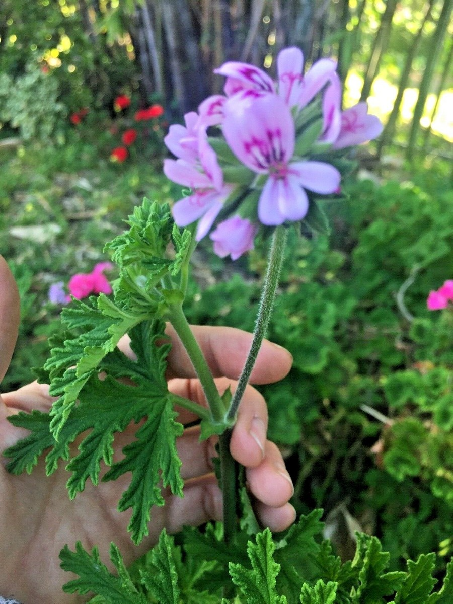 Pelargonium Citronella Lemon Scented Geranium Unrooted Cuttings – Pink Flowers, 3"-5" | Natural Mosquito Repellent, Easy to Root