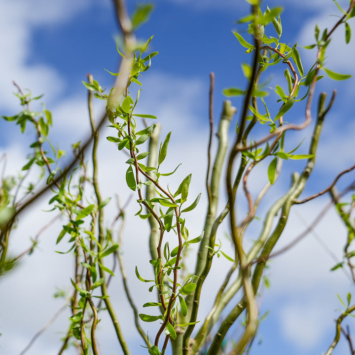 Corkscrew Willow Cuttings, Salix matsudana 'Tortuosa', 10 Live Stems, Curly Branches, Fast Growing, Zone 3-10, Ornamental Landscape Plant