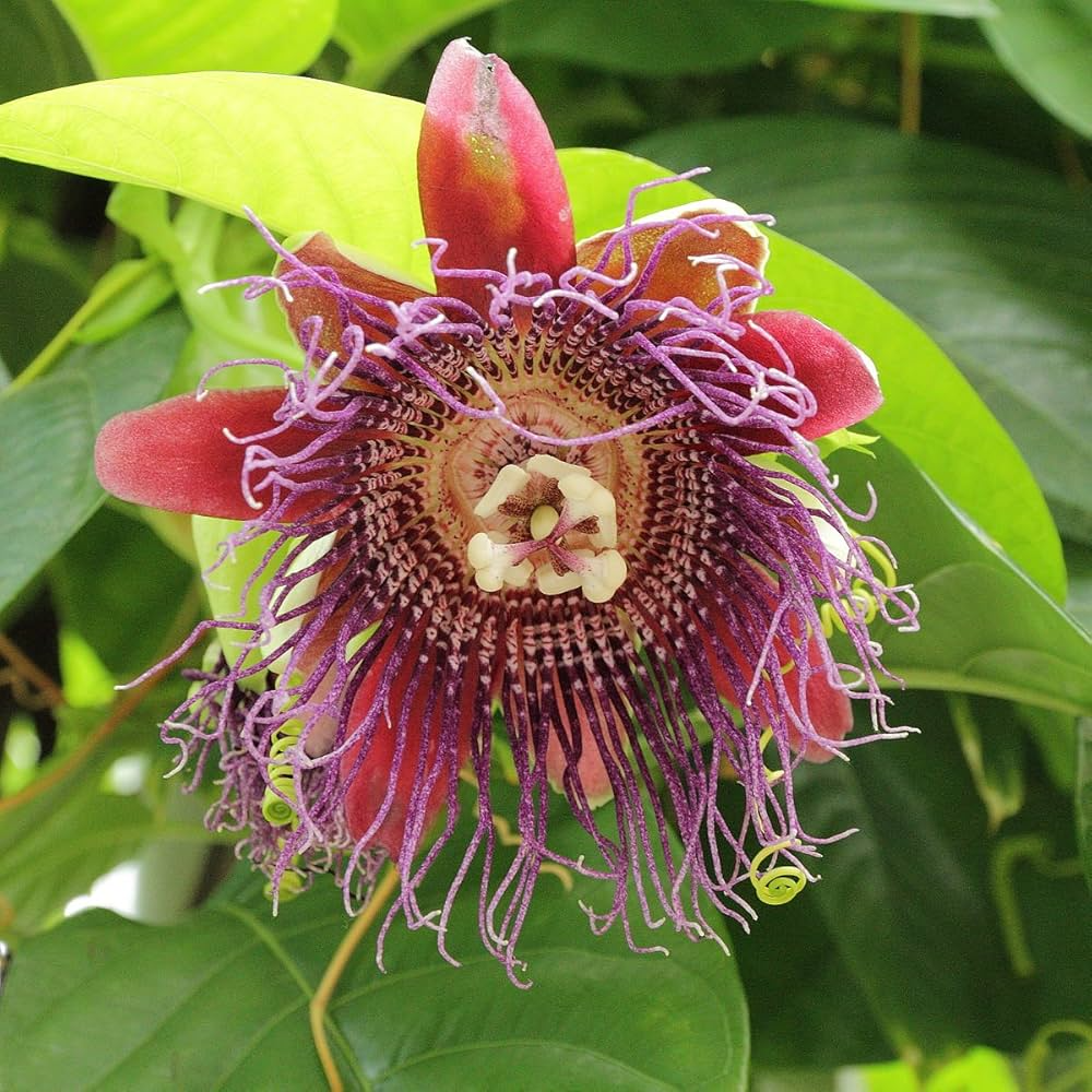 Giant Granadilla Passion Fruit Live Starter Plant | Passiflora ligularis | Tropical Sweet Vine for Gardens & Containers