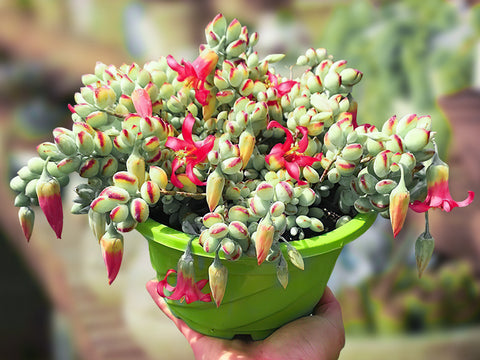 Unrooted Succulent Cuttings 3-4 Inches Cotyledon Pendens Propagation Plants for Indoor & Outdoor Gardens