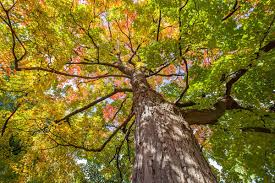 8 Fresh Sugar Maple Tree Cuttings Acer saccharum Grafting Scions for Propagation, Hardy Shade Tree