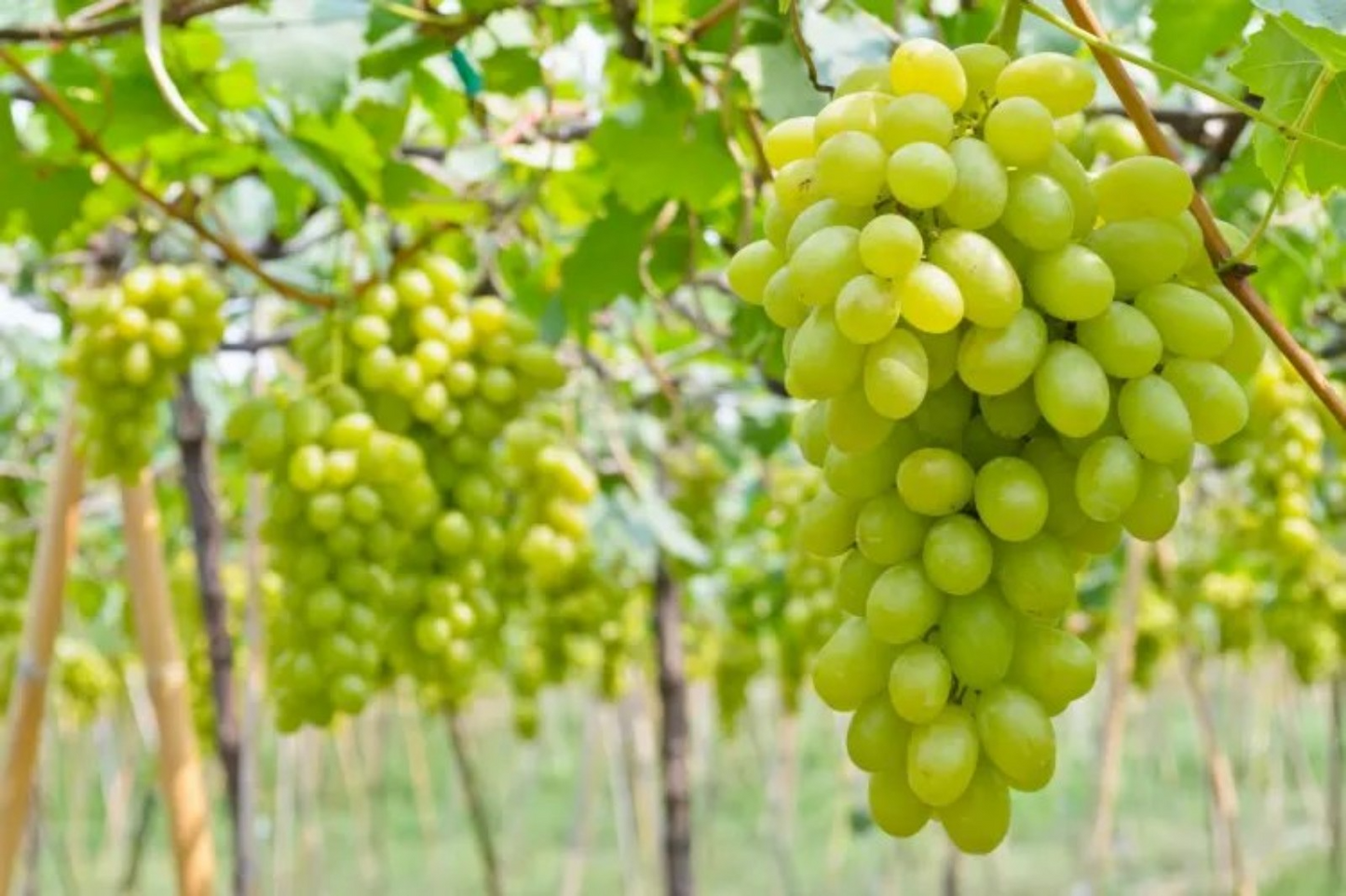 Cotton Candy Grape Cuttings, Hardwood Vine Clippings, Sweet Aromatic Table Grapes, Vitis spp., USDA Zones 7-10