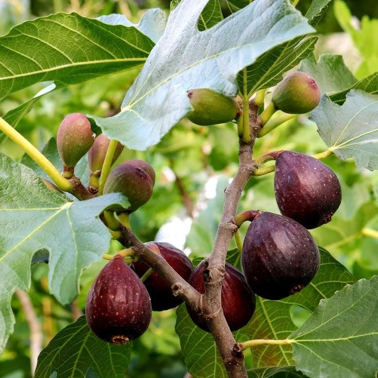 Violette de Bordeaux Fig Cuttings, Ficus carica 'Negronne', Two Crop Propagation, USDA Zones 7-10, Edible Landscaping