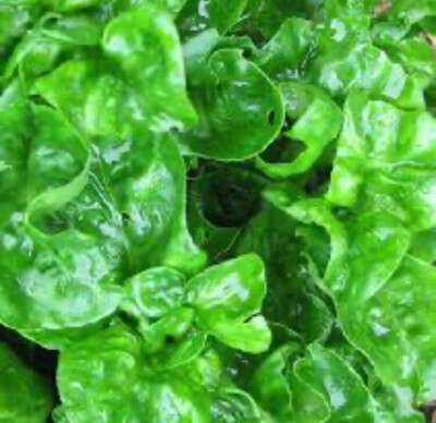 Brazilian Spinach Organic Cuttings | Edible Perennial Ground Cover | Alternanthera sissoo Samba Lettuce