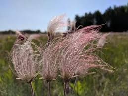 Prairie Smoke Wildflower Seeds – Geum triflorum – Native Perennial with Feather-Like Pink Blooms for Garden, Rock & Prairie Landscapes
