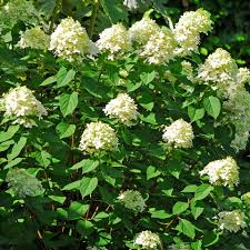 Hydrangea Limelight Rooted Cuttings – 6 Healthy 6-10 Inch Shrubs with White to Lime-Green Blooms, Fast Growing, Heat Resistant, USDA Zones 3-9