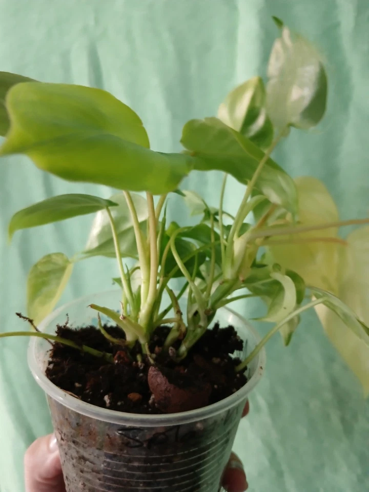 Burle Marx Philodendron Cutting, Philodendron bipinnatifidum, Aerial Roots, Indoor Outdoor Plant, Node Cutting, Tropical Houseplant