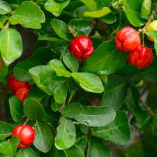 Barbados Acerola Cherry Tree Plant - Live 12" Malpighia emarginata Edible Tropical Fruit Fast Growing Garden