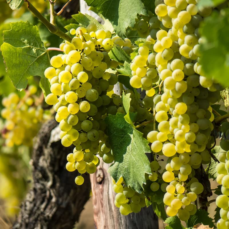 Green Rooted Grapes Cutting 8" Vitis vinifera Seedless Live Plant for Vineyard or Garden