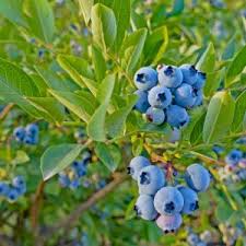 Vaccinium Evergreen Blueberry Cuttings - Ornamental Shrub with Red Autumn Foliage - Zone 7, Acid-Loving, 4 Pack
