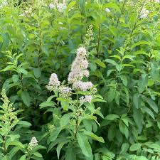 White Meadowsweet Cuttings - 10 Live 6-10" Spiraea alba Native Perennial Shrubs for Pollinators & Rain Gardens