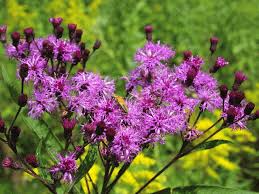 Vernonia noveboracensis Seeds – Native Perennial Wildflower for Pollinator Gardens, New York Ironweed, 500 mg Packaging