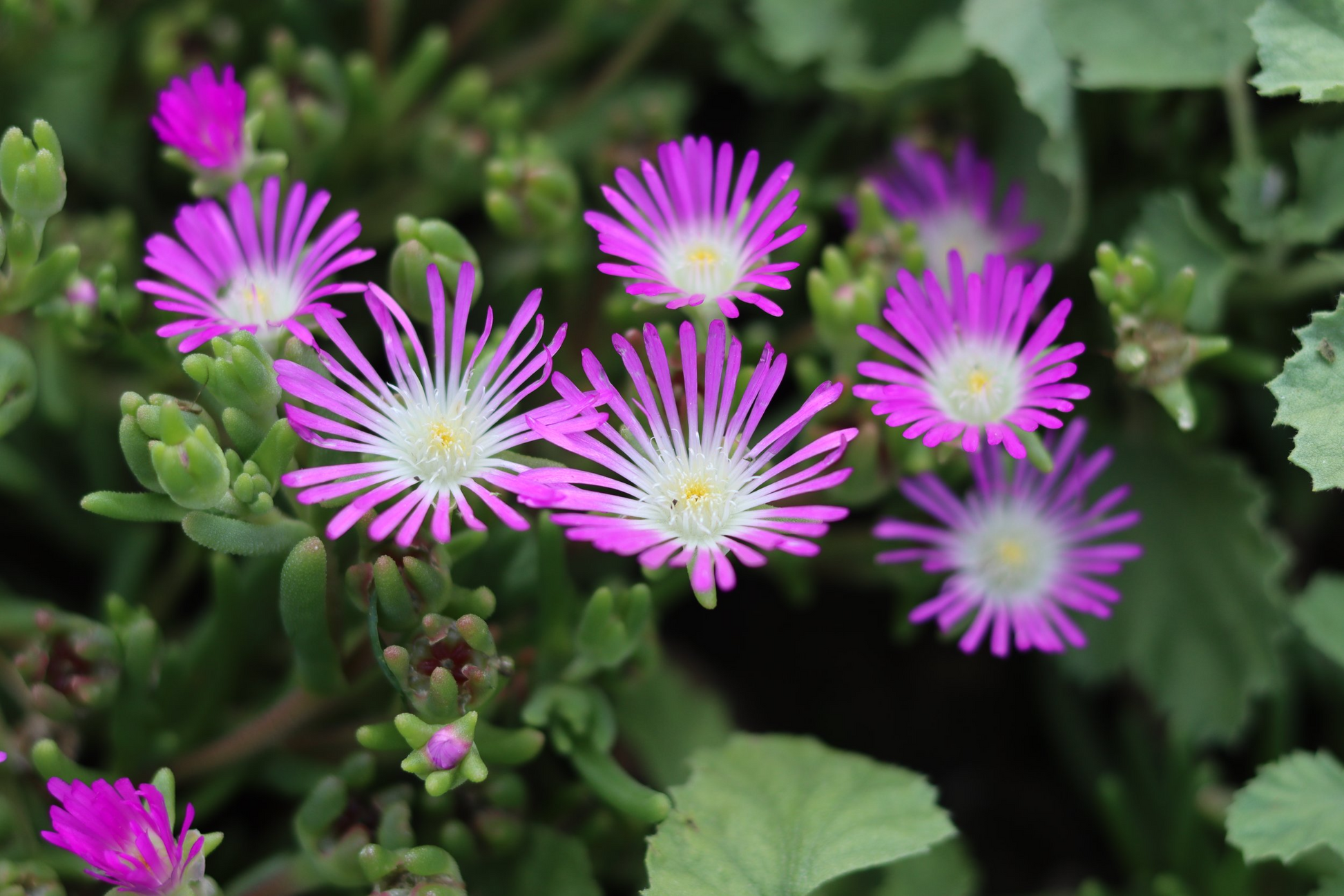 Delosperma Ice Plant Cuttings – Purple-Pink Ground Cover Succulent, Drought Tolerant, Full Sun, Zone 6-9