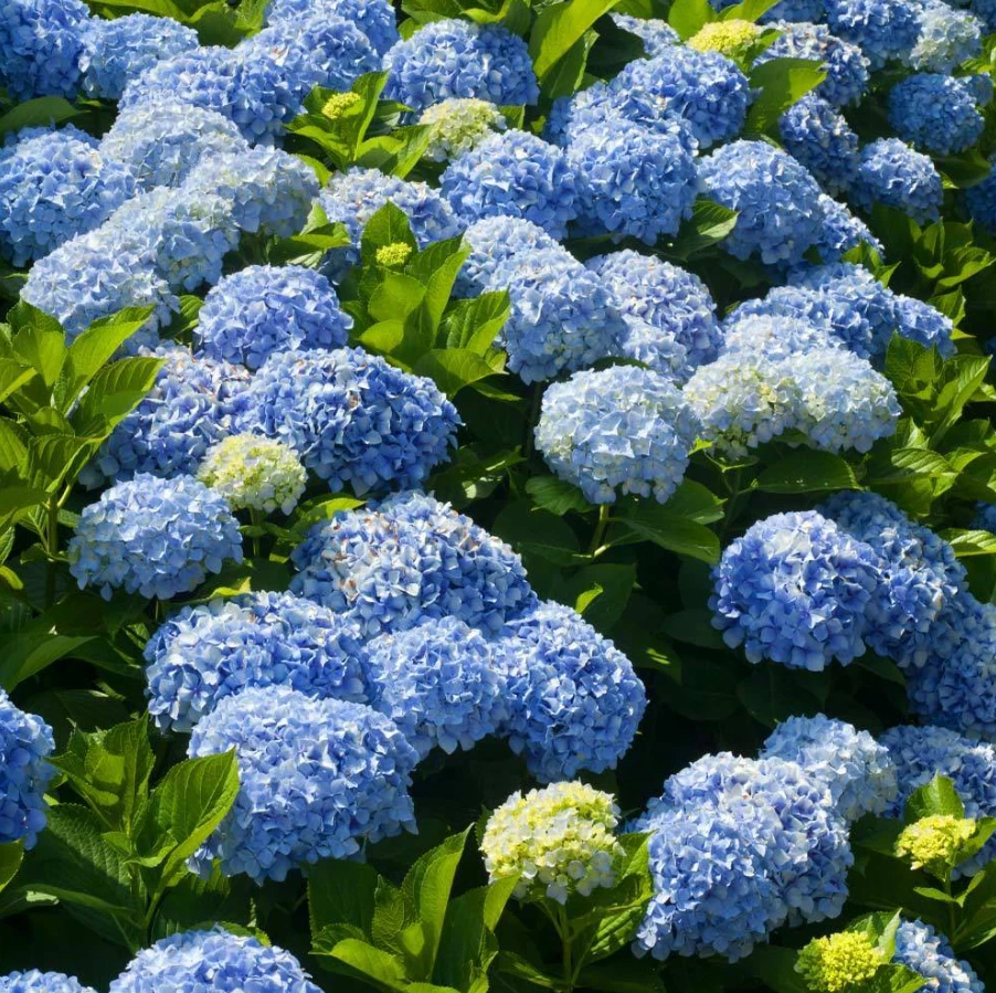 Hydrangea Macrophylla Nikko Blue Rooted Cuttings – Blue Flowers, Shade Tolerant, Acid-Loving, Fast-Growing Shrub for USDA Zones 6-9