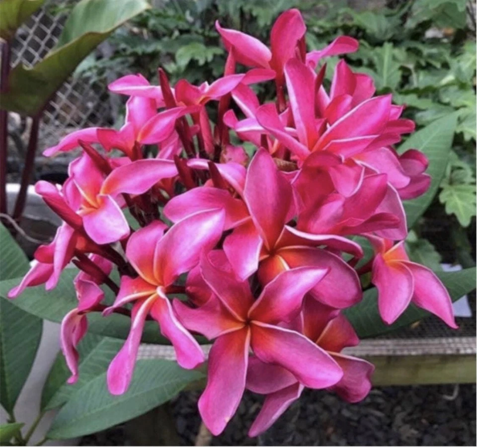 Rooted Plumeria Cutting 17 Inch Wave Rage Hawaiian Frangipani Tropical Flowering Plant