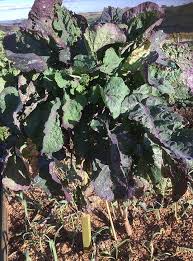 Purple Tree Kale Cuttings - 2 Live Brassica oleracea Perennial Edible Green Propagation Plants